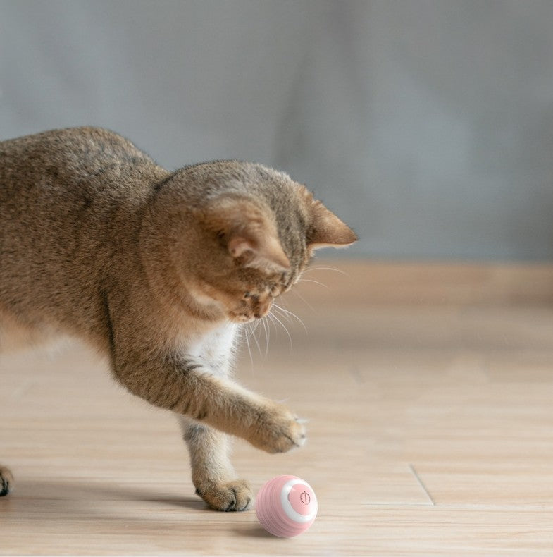 Pet Products